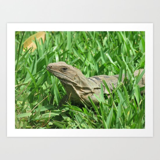 Iguana Art Print