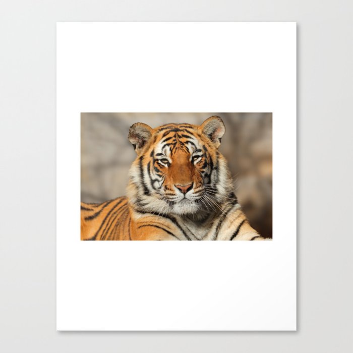 Close up portrait of a tiger Canvas Print
