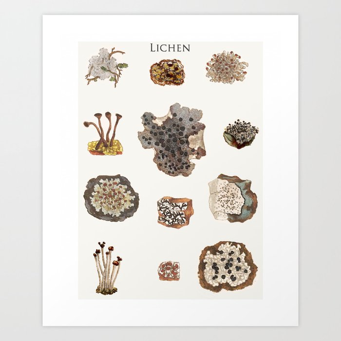 Lichen Art Print