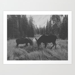 Moose Battle Art Print