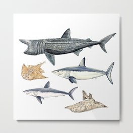 Shark diversity Metal Print | Pattern, Baskingshark, Watercolor, Sharkdesign, Fish, Savesharks, Diving, Realism, Sharklover, Diver 