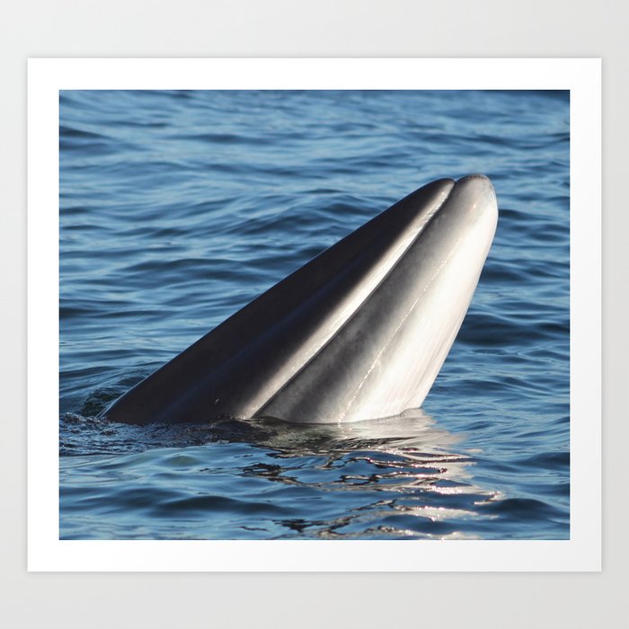 Minke Whale Art Print