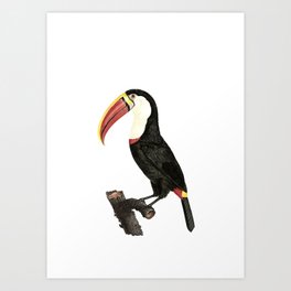 Vintage Toucan Bird Illustration Art Print
