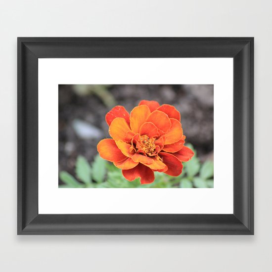 flower Framed Art Print