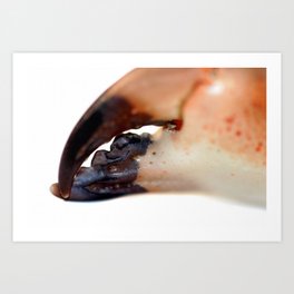 Crab Pincer Art Print