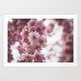 Japanese Cherry Blossom Art Print