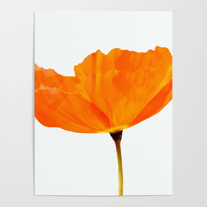 One And Only - Orange Poppy White Background #decor #society6 #buyart Poster