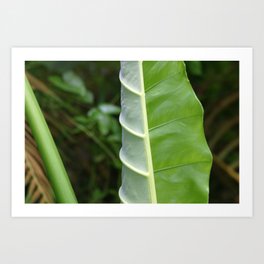 Big green Leaf Photography  Art Print
