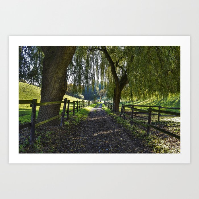 Weeping Willow Trail Art Print