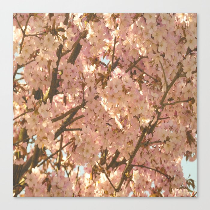 Scottish Highlands Sunny Cherry Blossom Canvas Print