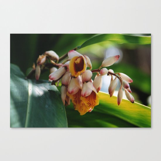 nature's beauty Canvas Print