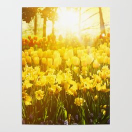 Tulips Field 53 Poster