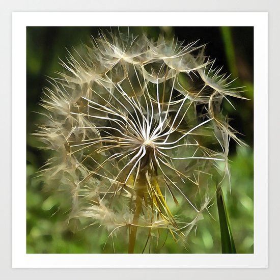 Tragopogon Wildflower Salsify Art Print