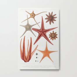Starfish varieties set  from Resultats des Campagnes Scientifiques by Albert I Prince of Monaco (184 Metal Print | Decoration, Alberti, Book, Echinoderm, Creativecommons0, Drawing, Cc0, Art, Creature, Animal 