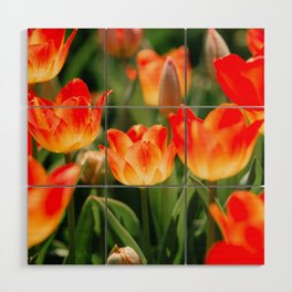 Yellow and Red Tulips II Wood Wall Art