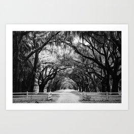 Spanish Moss on Southern Live Oak Trees black and white photograph / black and white art photography Art Print