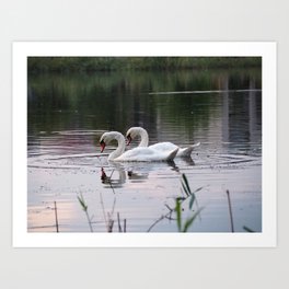 Swan Art Print | Colour, Bucharest, Romania, Romantic, Nature, Swan, Love, Wildnes, White, Birds 