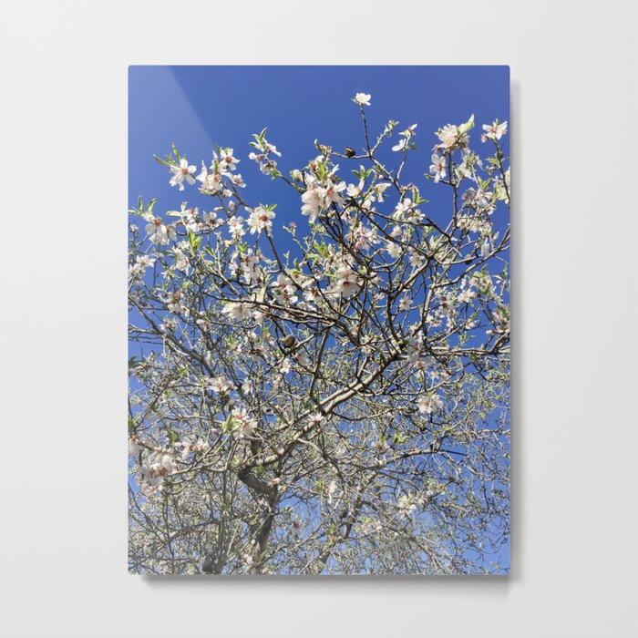 Blossoming Almond Tree Metal Print