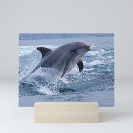 Bottlenose dolphin Mini Art Print