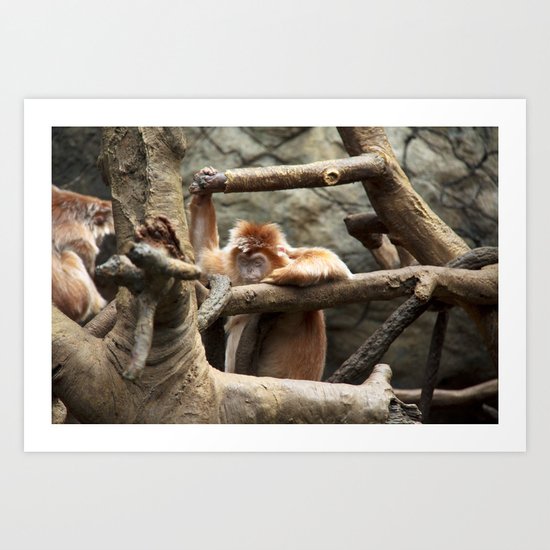 Monkey Art Print