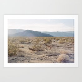 Panamint Valley Coyotes Art Print