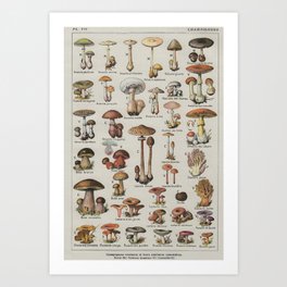 Vintage French Mushroom Identification Chart Art Print