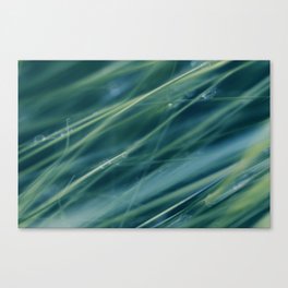 Kentucky Blue grass Canvas Print