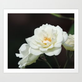 Beautiful  white roses Art Print