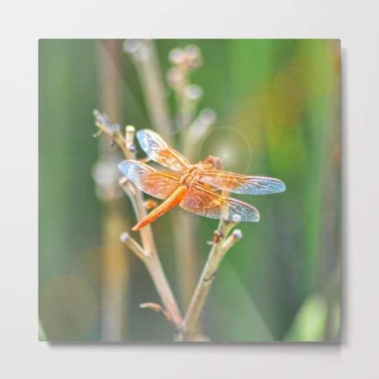 Dragonfly Metal Print