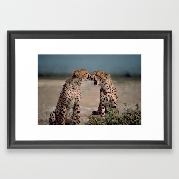 Two cheetahs African animal print Framed Art Print