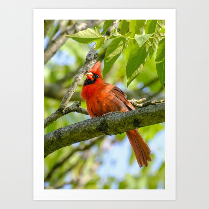 Cheeky Cardinal Photograph Art Print