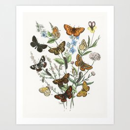 Vintage Butterflies And Caterpillars Illustration Art Print