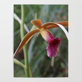 Wild Tropical Orchid Poster
