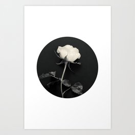 White Rose Flower Art Print