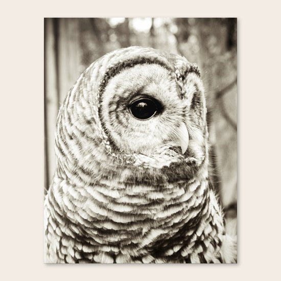 Wise Old Owl Canvas Print