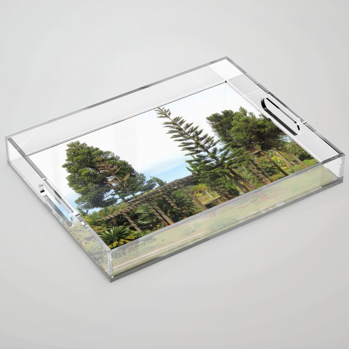 Brazil Photography - Botanical Garden In Brasilia Acrylic Tray