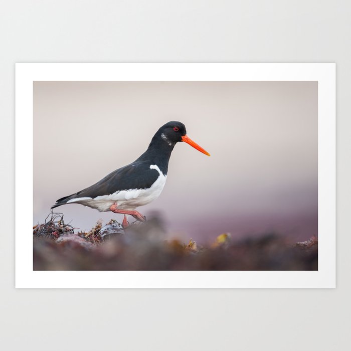 Oystercatcher Art Print by KarlWild Society6