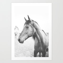 bw horse, equestrian, black and white horse, thoroughbred Art Print