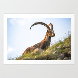 Alpine ibex (lat. Capra ibex) on Brienzer Rothorn, Switzerland Art Print | Alps, Mountain, Outdoor, National, Brienzerrothorn, Europe, Antler, Switzerland, Alpineibex, Shy 