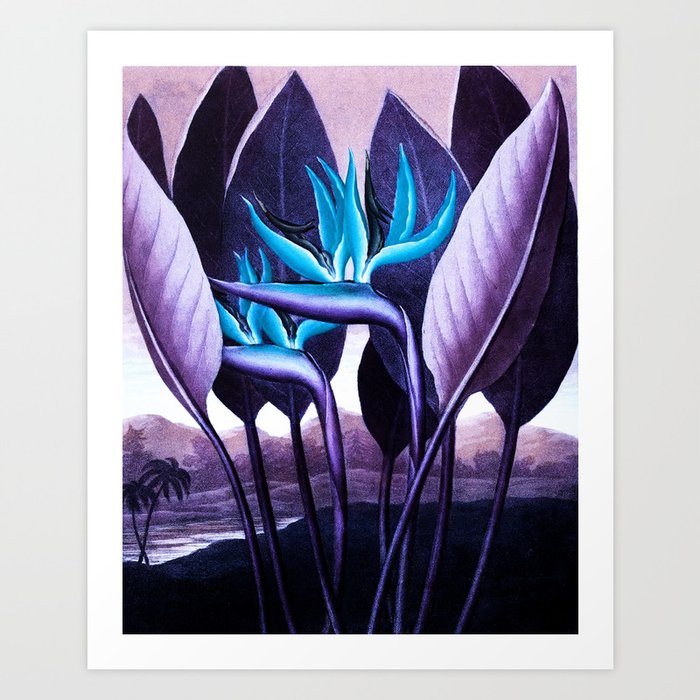 Birds of Paradise Temple of Flora Purple Turquoise Art Print