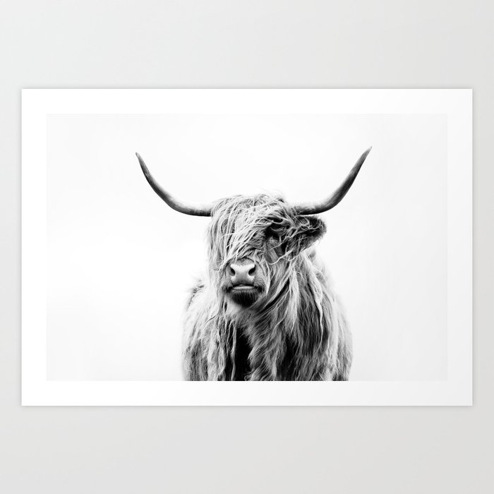 portrait of a highland cow (horizontal) Kunstdrucke