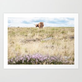 View of a Highland Coo in the North York Moors Art Print