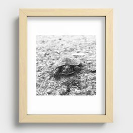 Baby Turtle  Recessed Framed Print