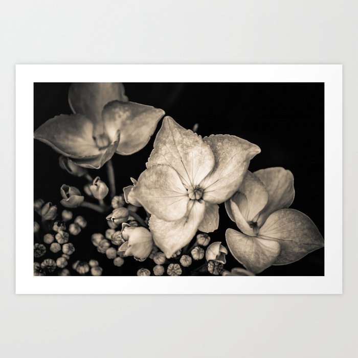 Spring Blossoms, Sunrise black and white photograph / art photography Art Print