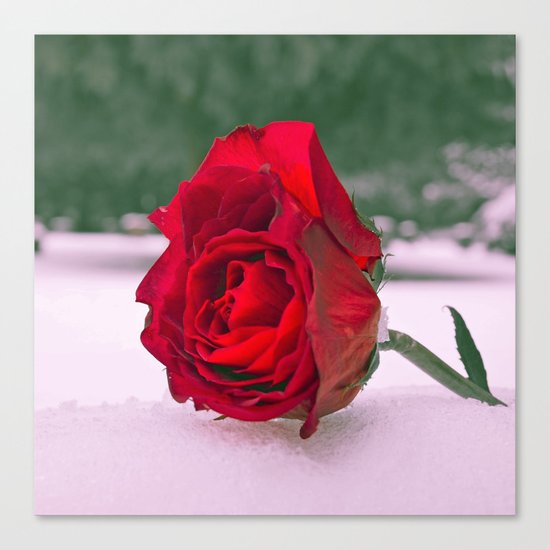 Winter rose Canvas Print