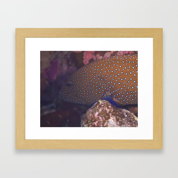 Blue Spotted Grouper Framed Art Print