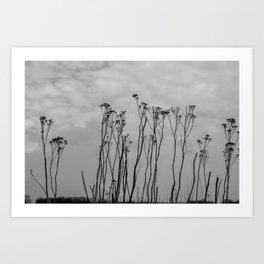 Dutch landscape flowers in winter - black and white - ooijpolder fine art photography Art Print Art Print