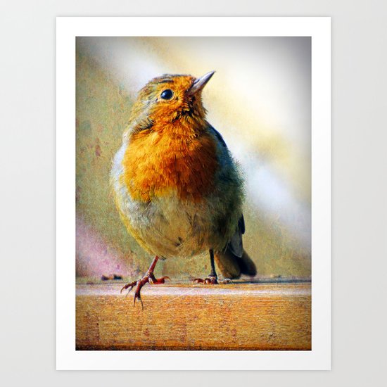 Robin Red Breast Art Print