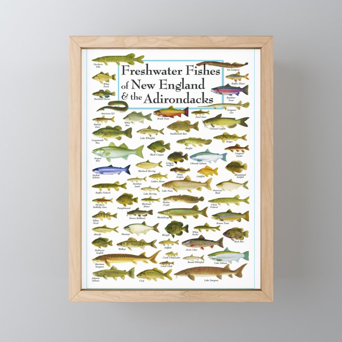 Illustrated New England and  Adirondacks Game Fish Identification Chart Framed Mini Art Print