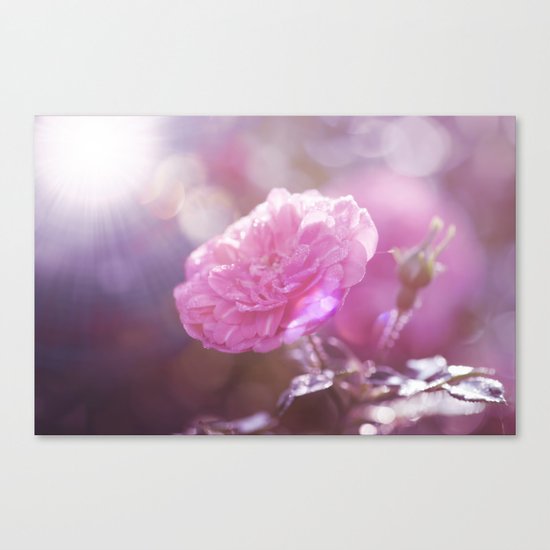 Autumn Roses at backlight - Roses and Flowers Canvas Print